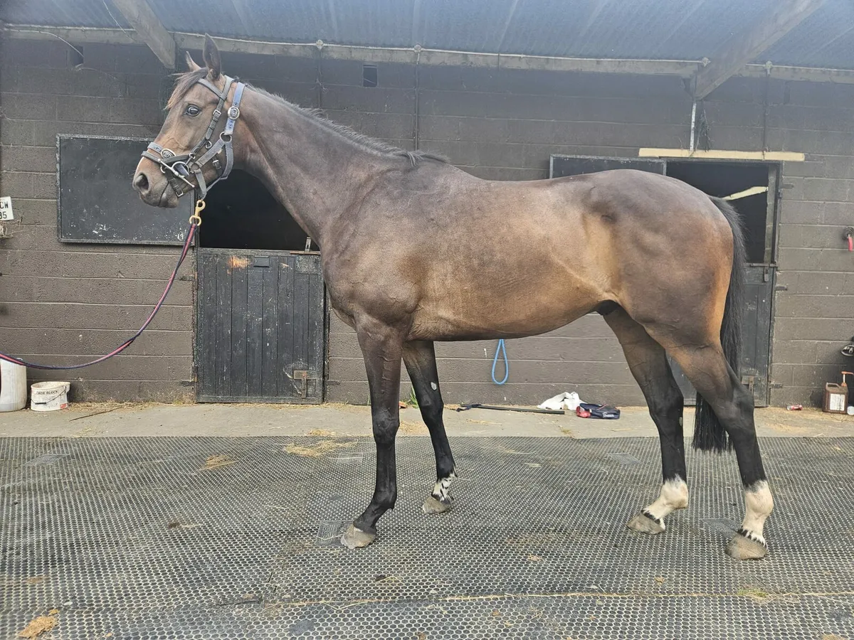 3yo Shirocco Gelding - Image 1