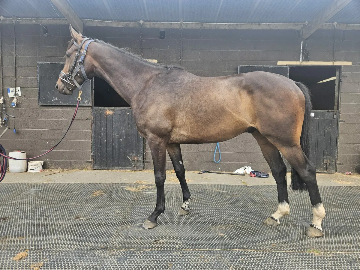 3yo Shirocco Gelding - Image 2