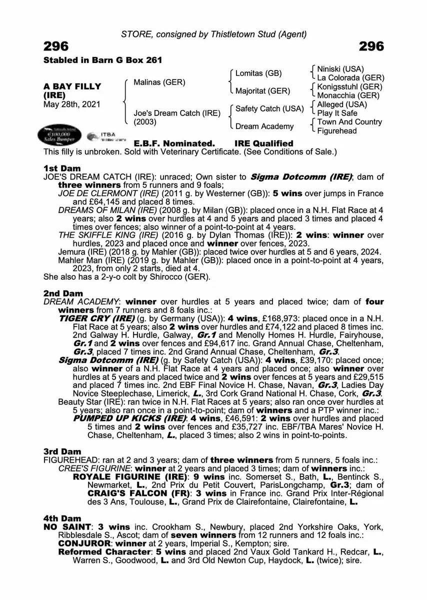 3yo Shirocco Gelding - Image 3