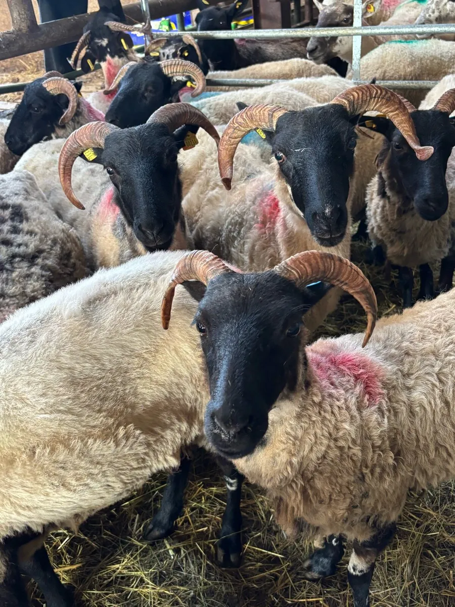 Mayo Hoggets - Image 1