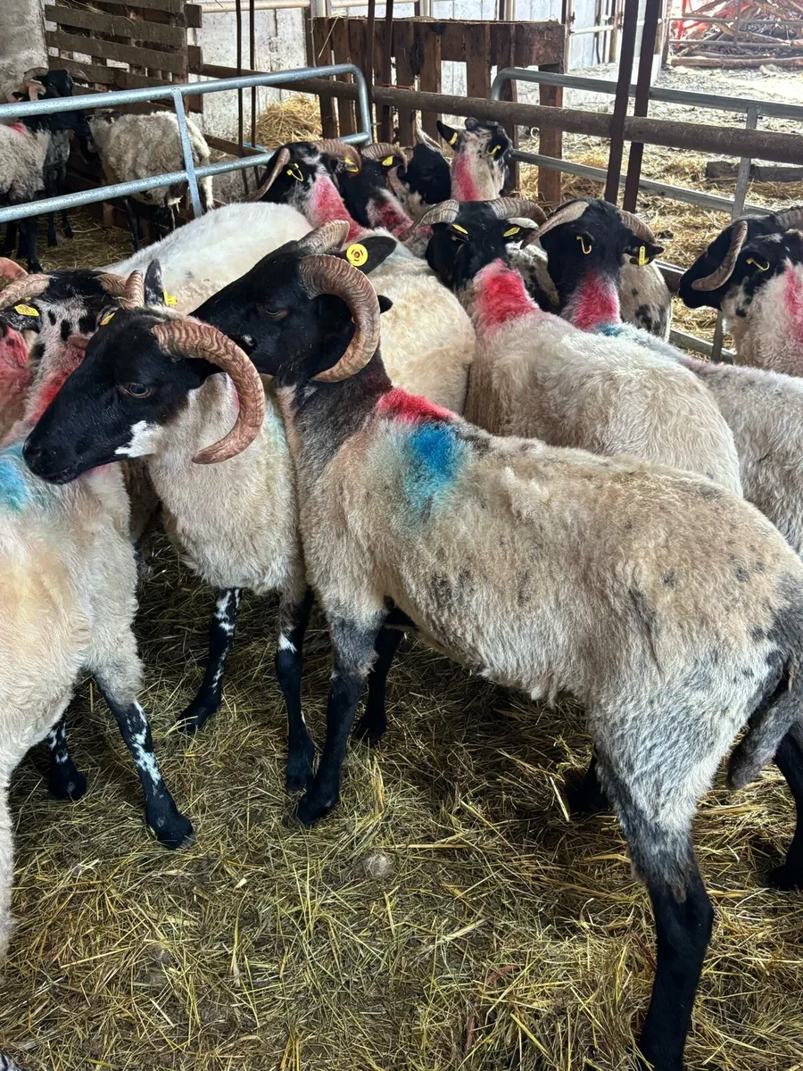 Mayo Hoggets - Image 2