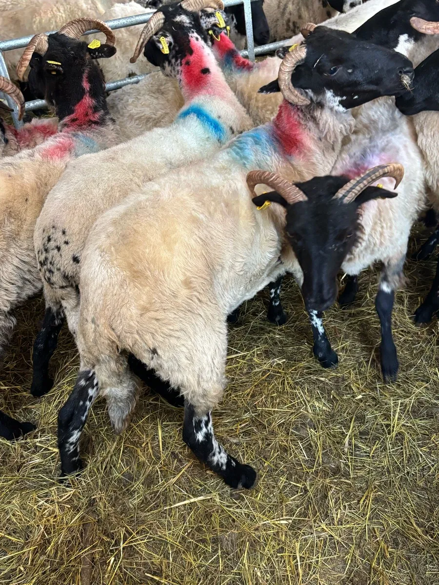 Mayo Hoggets - Image 3