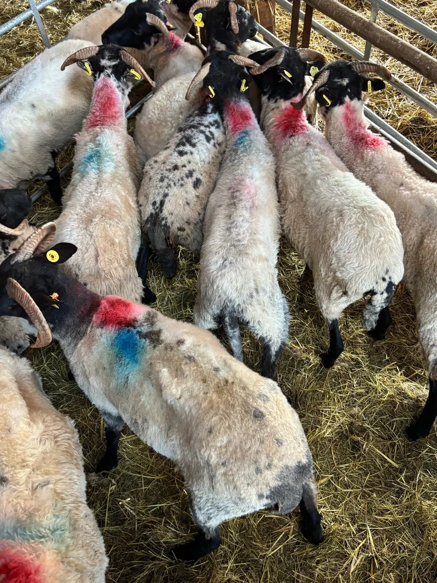 Mayo Hoggets - Image 4