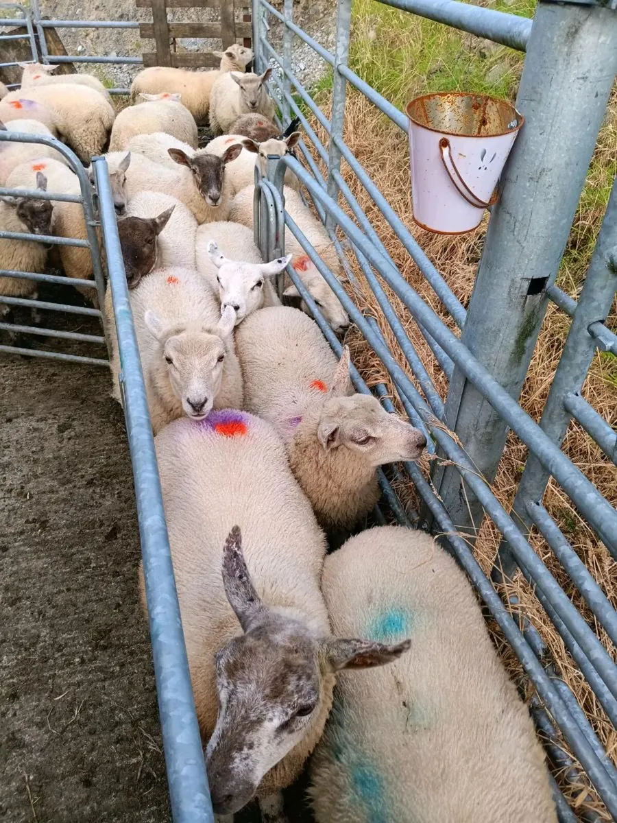Ewe and weather lambs - Image 2