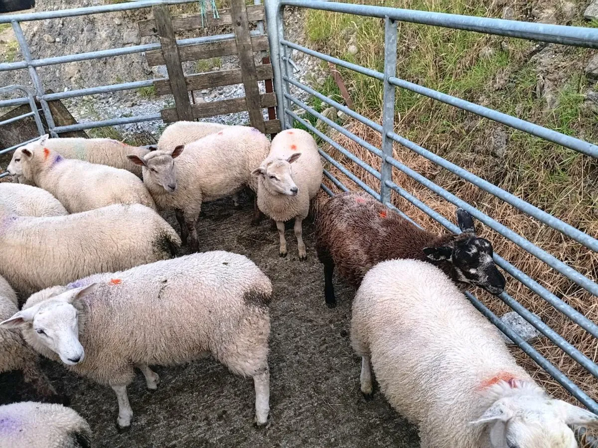 Ewe and weather lambs - Image 3