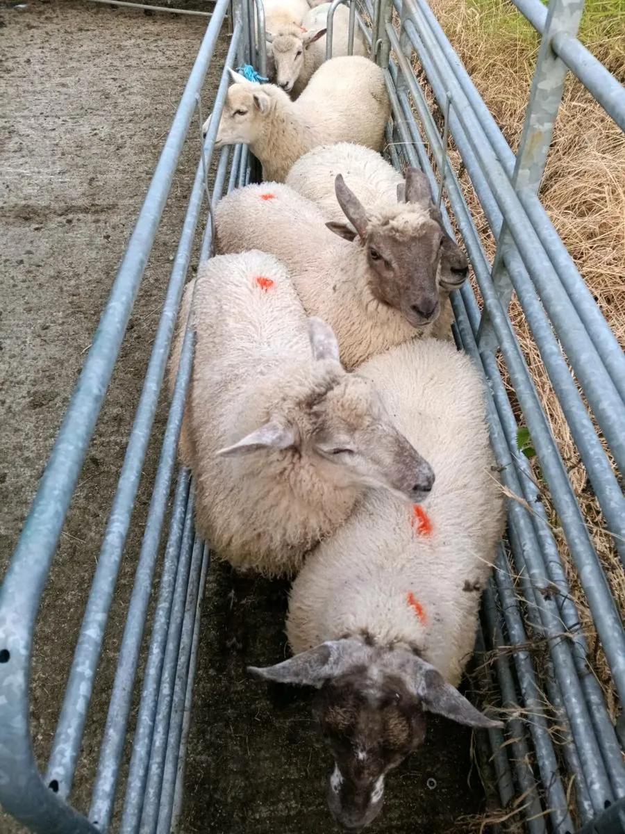 Ewe and weather lambs - Image 4