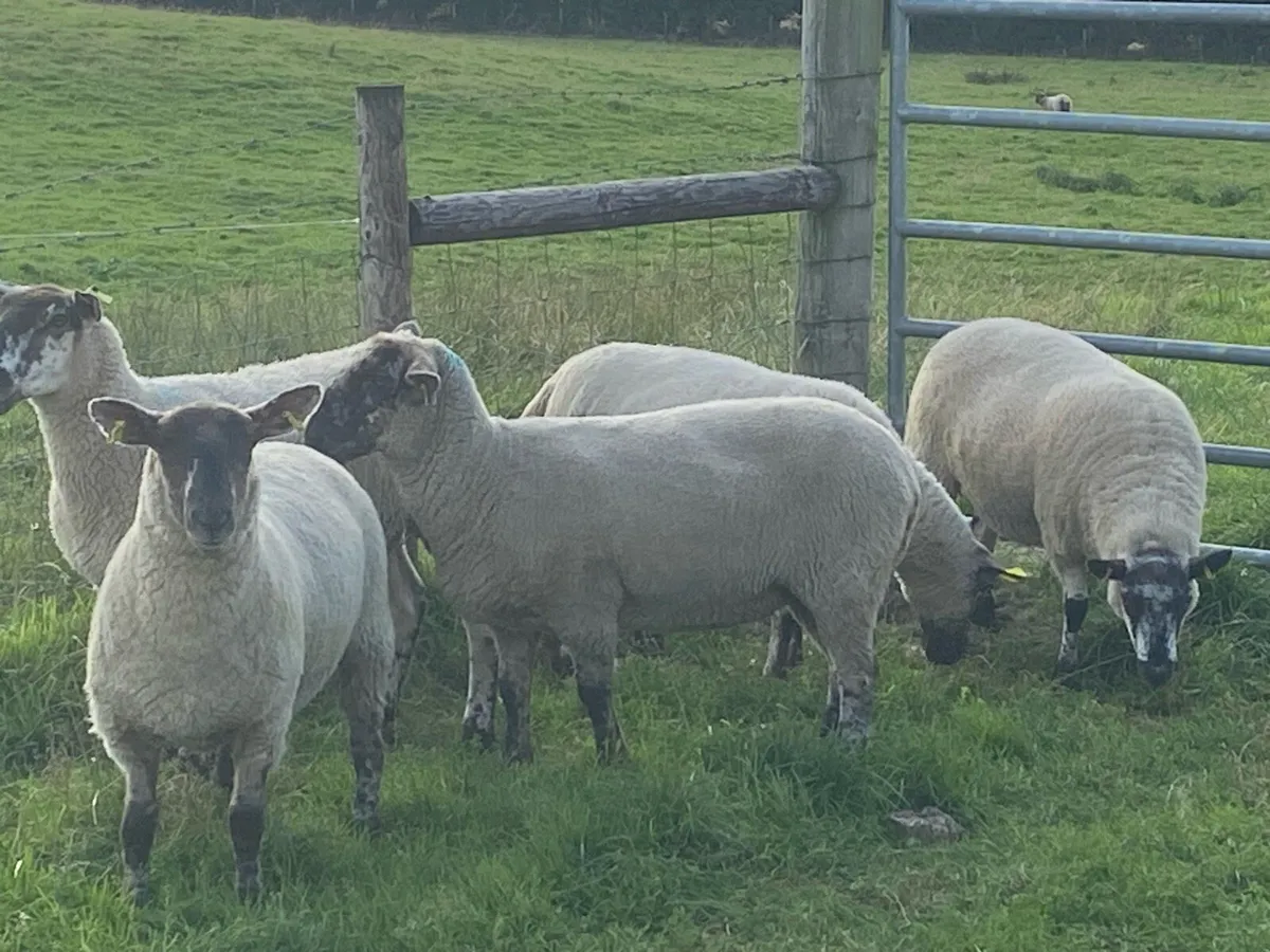 Ewe Hogget’s – Growing Tomorrow’s Flocks, Today!