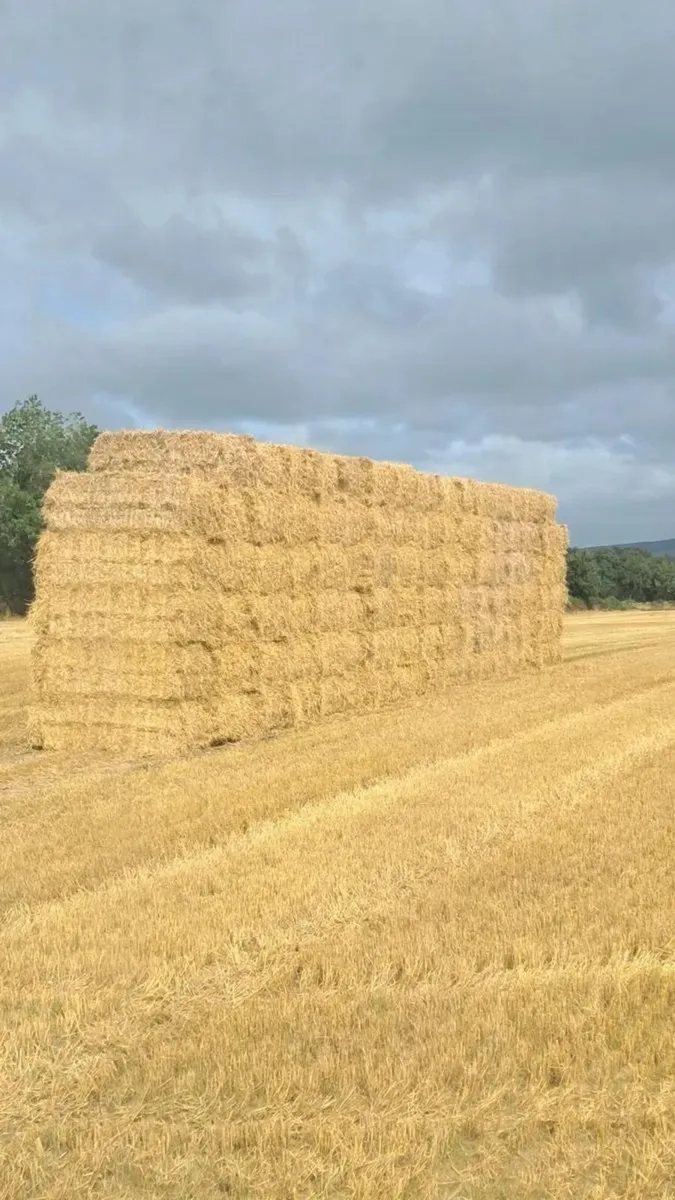Wheat straw