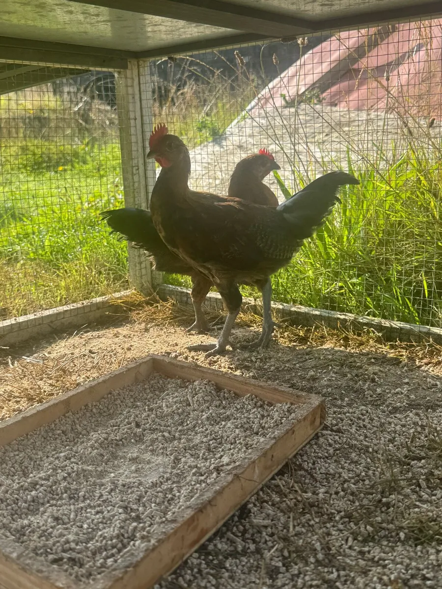 2 bantam roosters for sale - Image 1