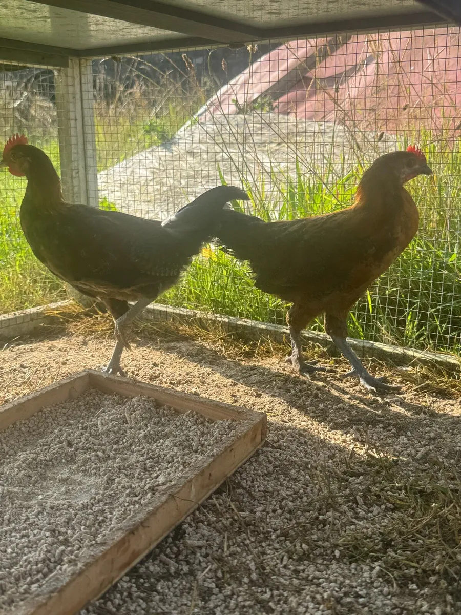 2 bantam roosters for sale - Image 2