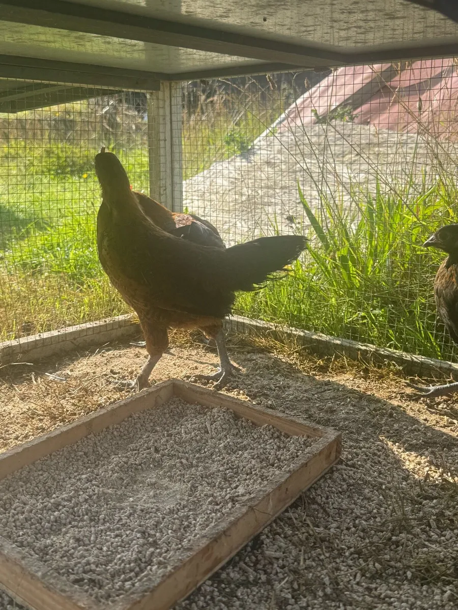 2 bantam roosters for sale - Image 3