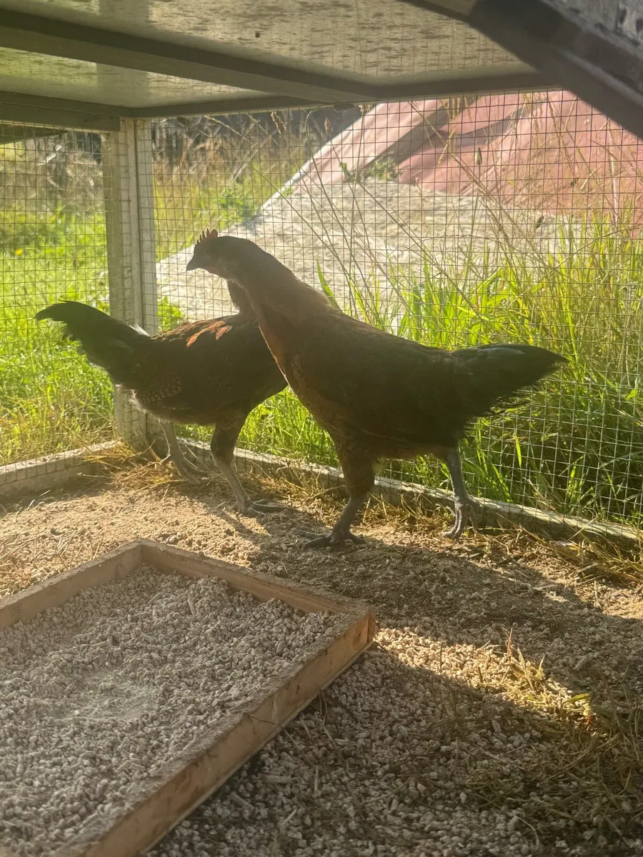 2 bantam roosters for sale - Image 4