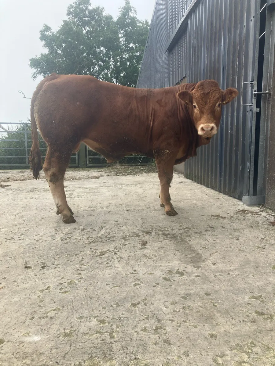Pedigree Limousin Bull - Image 1