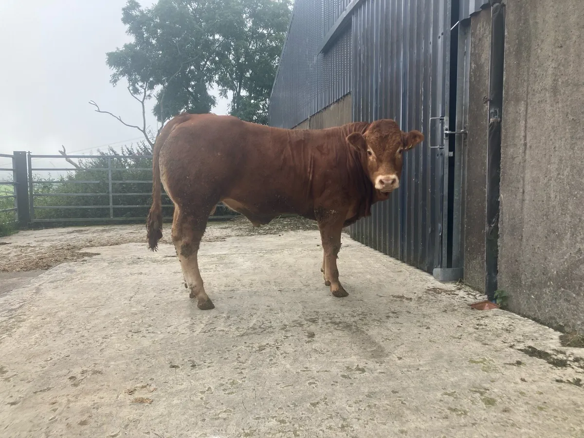 Pedigree Limousin Bull - Image 2