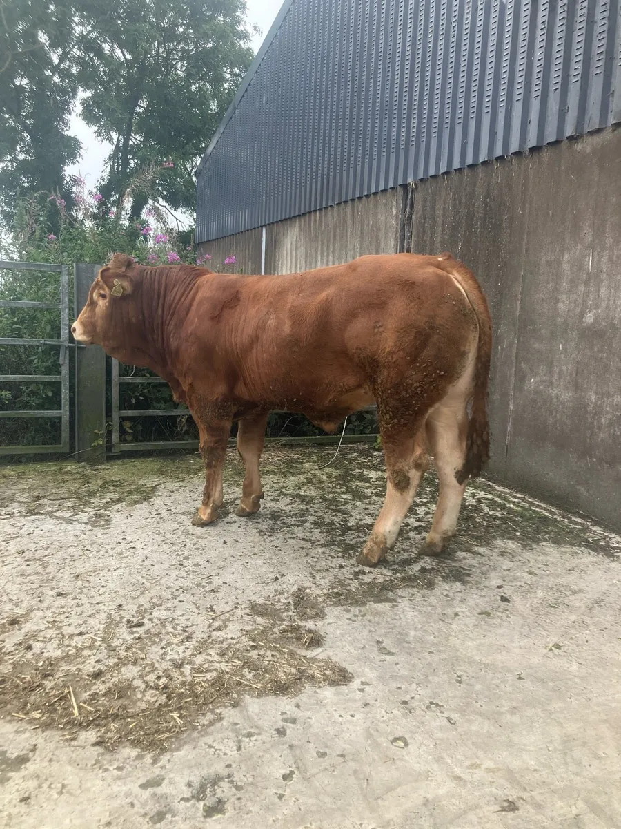 Pedigree Limousin Bull - Image 3