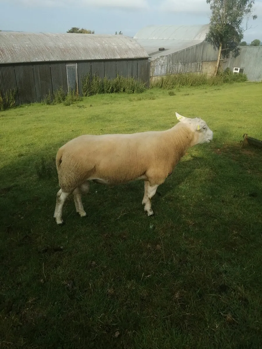 Texel hogget Rams - Image 2