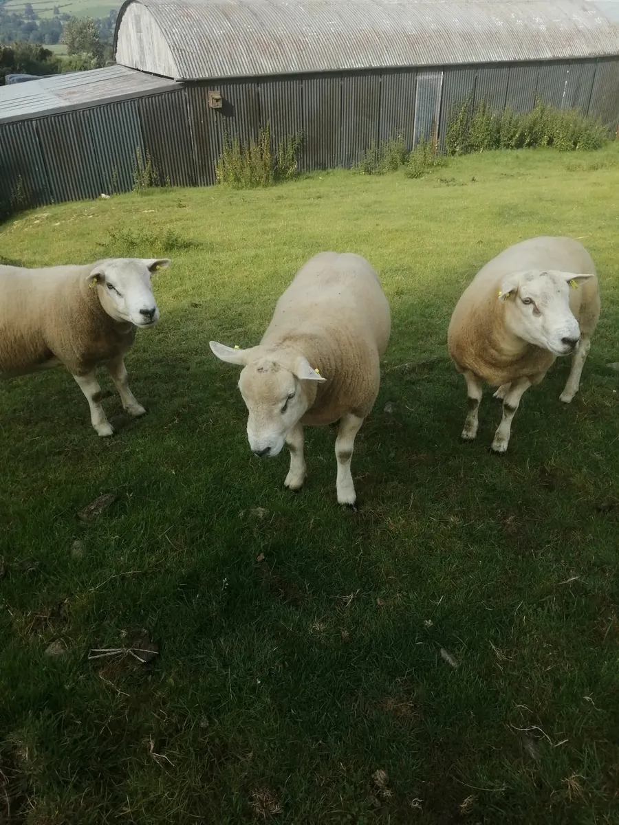 Texel hogget Rams - Image 3