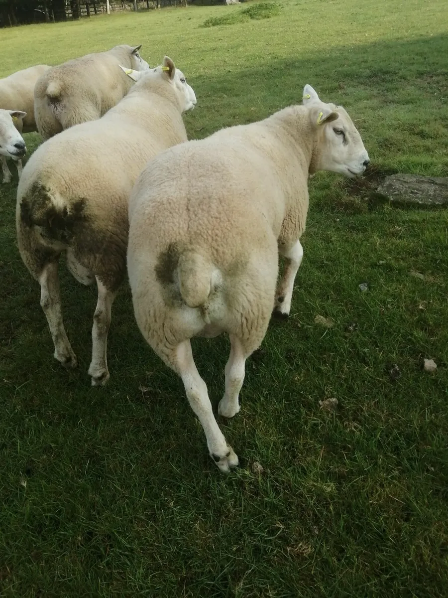 Texel hogget Rams - Image 4
