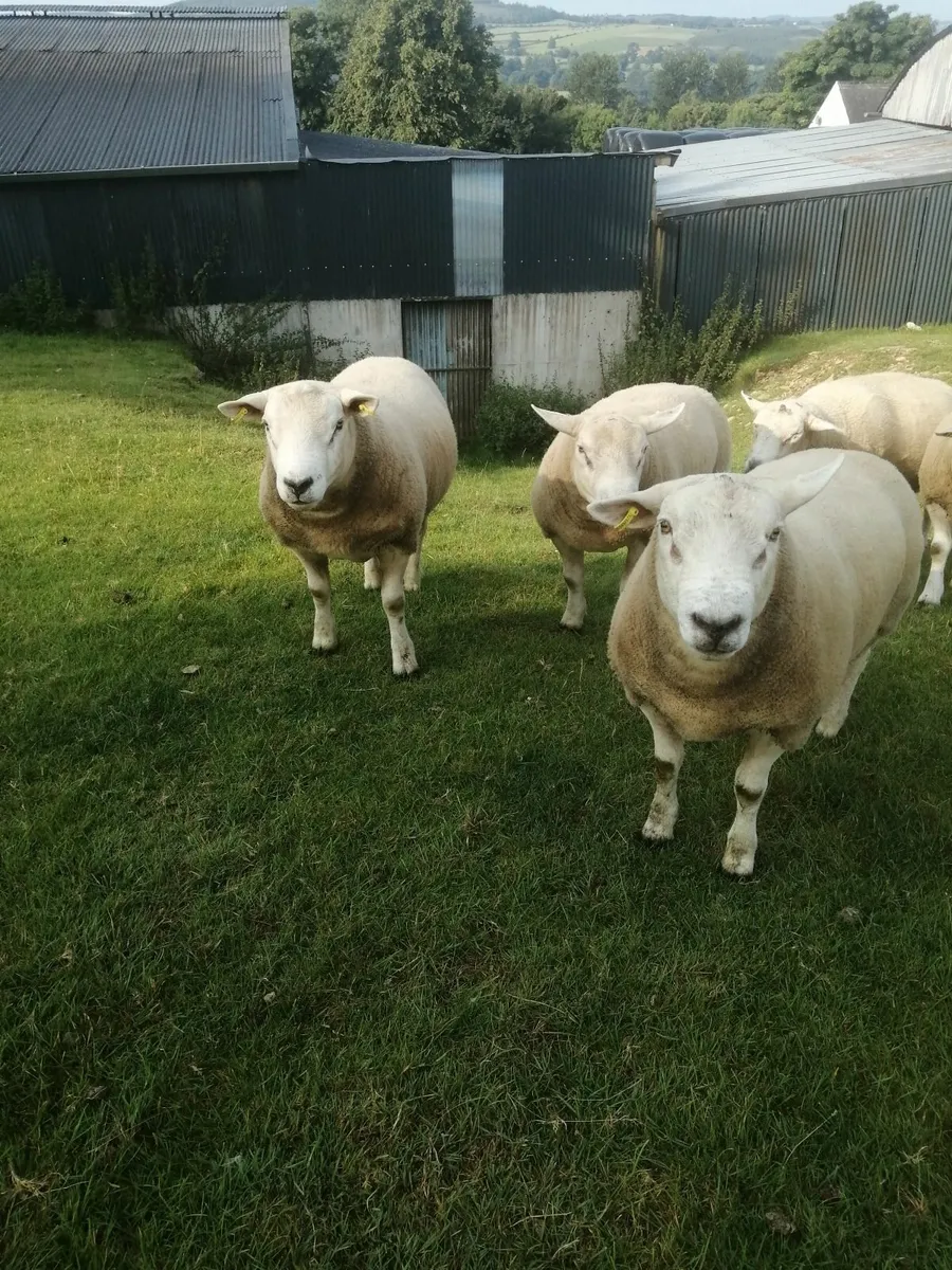 Texel hogget Rams - Image 1