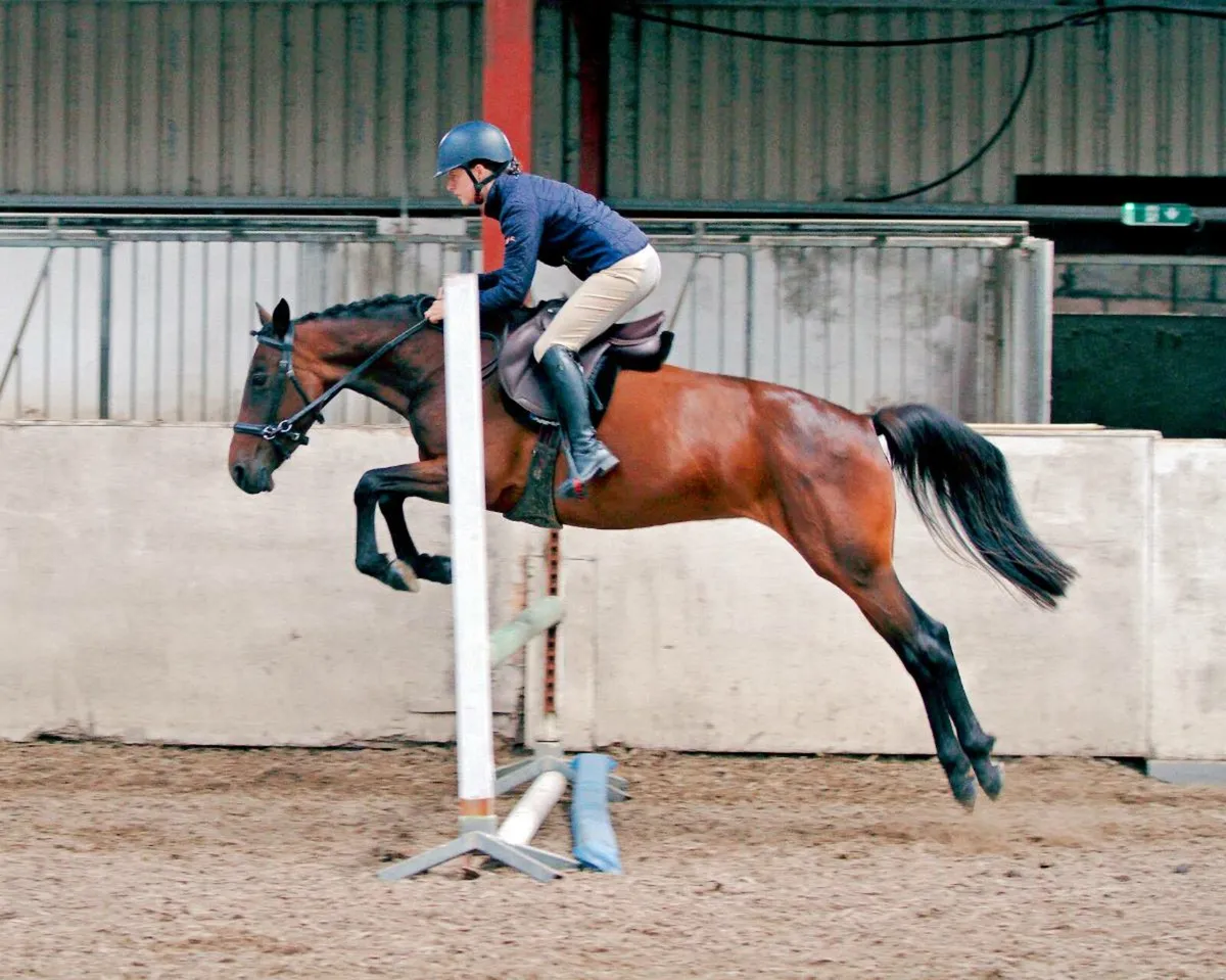 Barefoot and bitless 14.2hh mare - Image 1