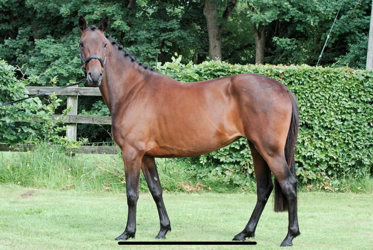 Barefoot and bitless 14.2hh mare - Image 2