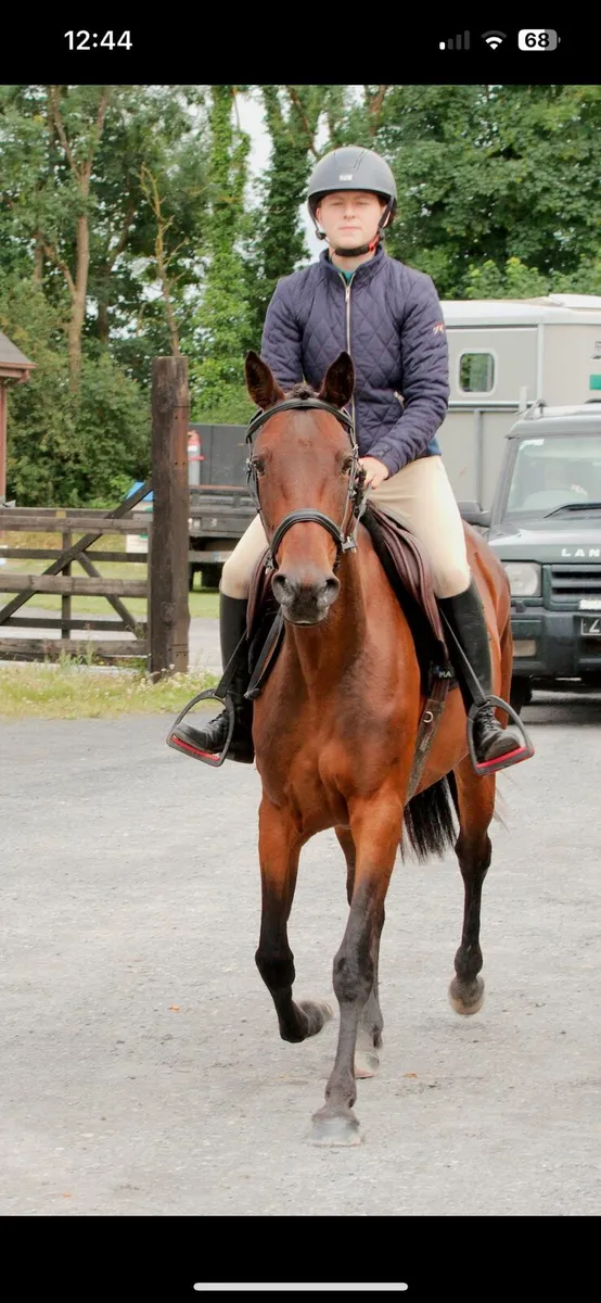 Barefoot and bitless 14.2hh mare - Image 3