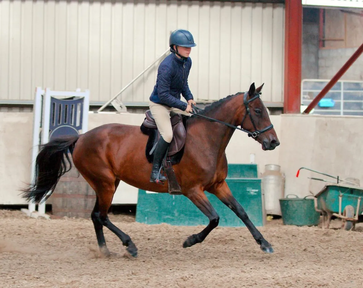 Barefoot and bitless 14.2hh mare - Image 4