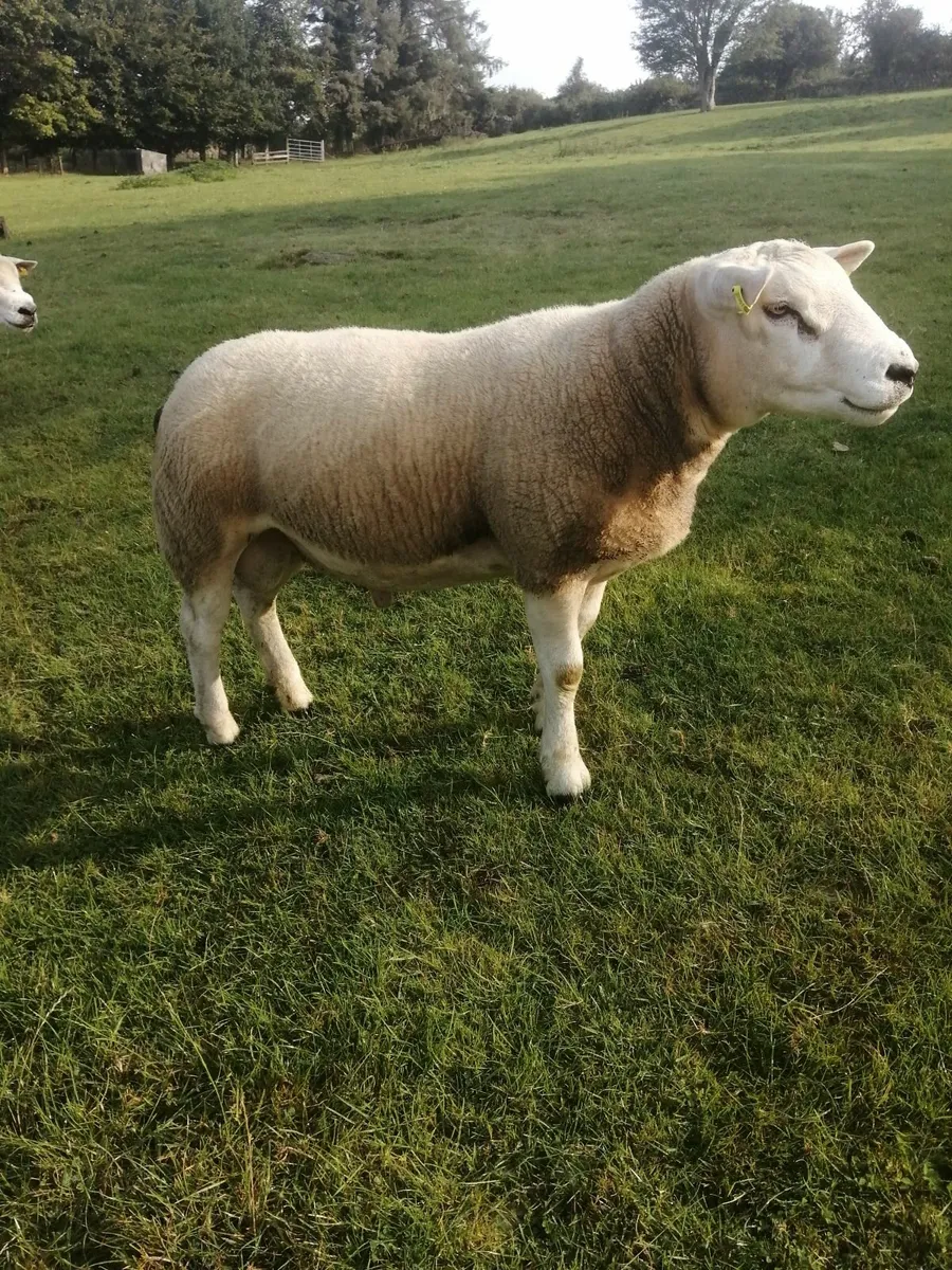 Texel hogget Rams - Image 1