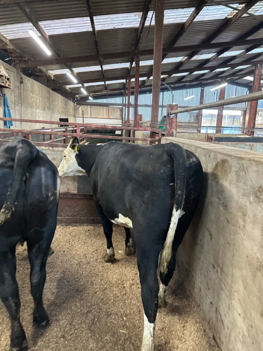 Angus and Hereford springers - Image 3