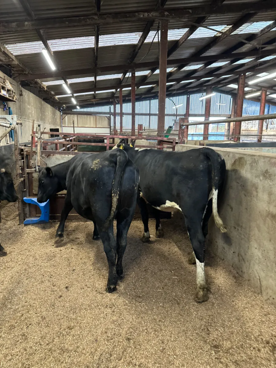 Angus and Hereford springers - Image 4
