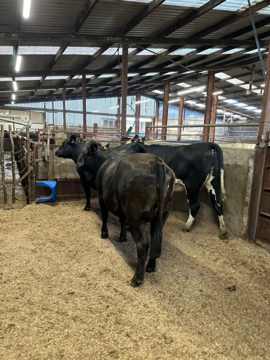 Angus and Hereford springers - Image 1