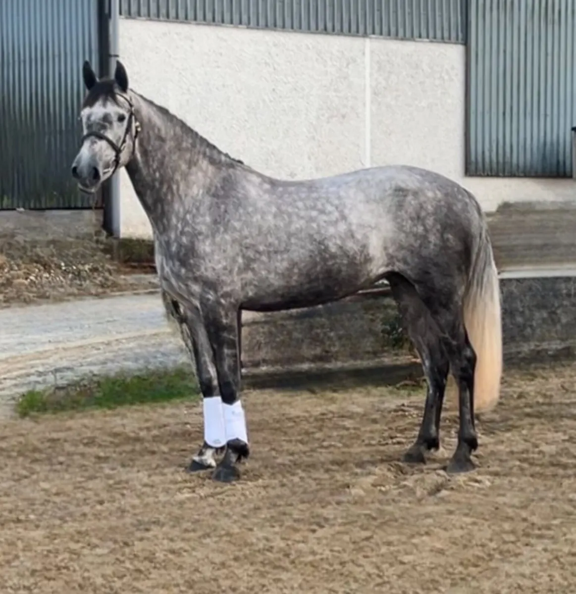 🌟Lot 202 Cavan Sales 21st August