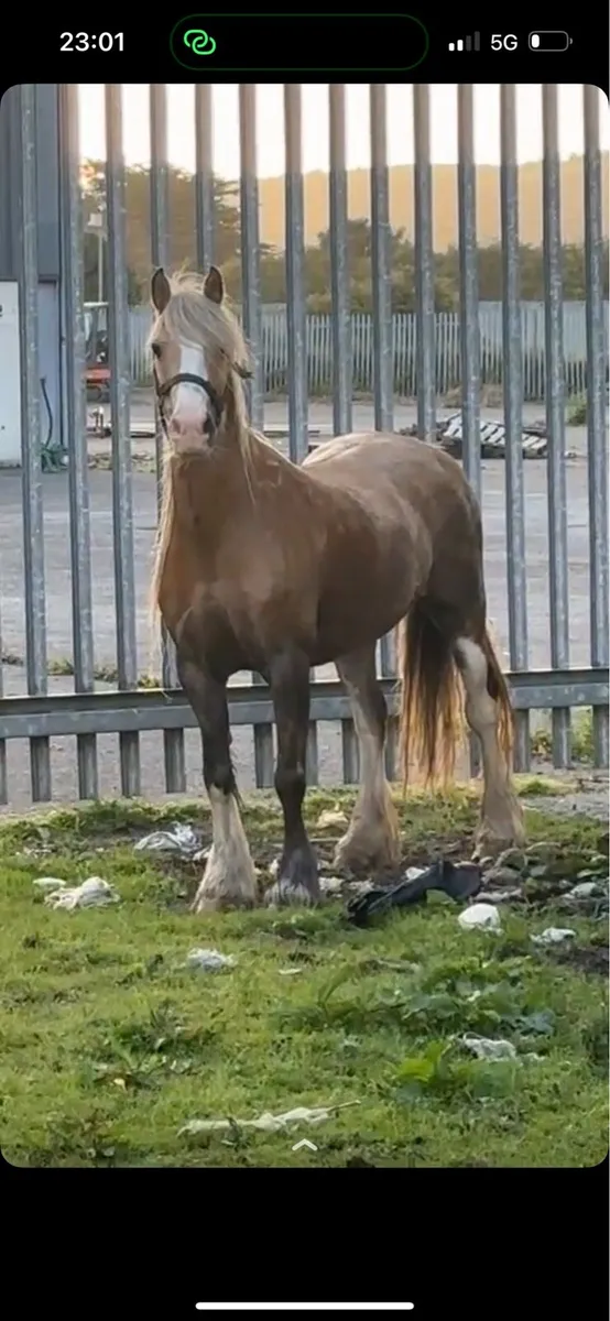Palomino mare pony - Image 1