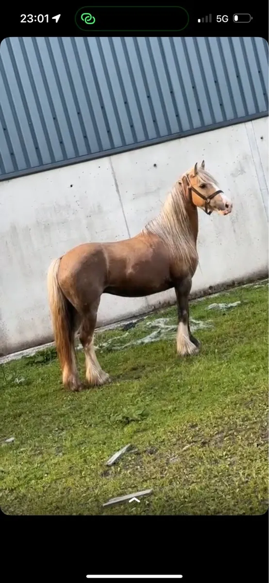 Palomino mare pony - Image 2