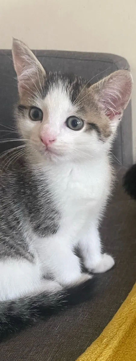 Kittens- pending collection - Image 1