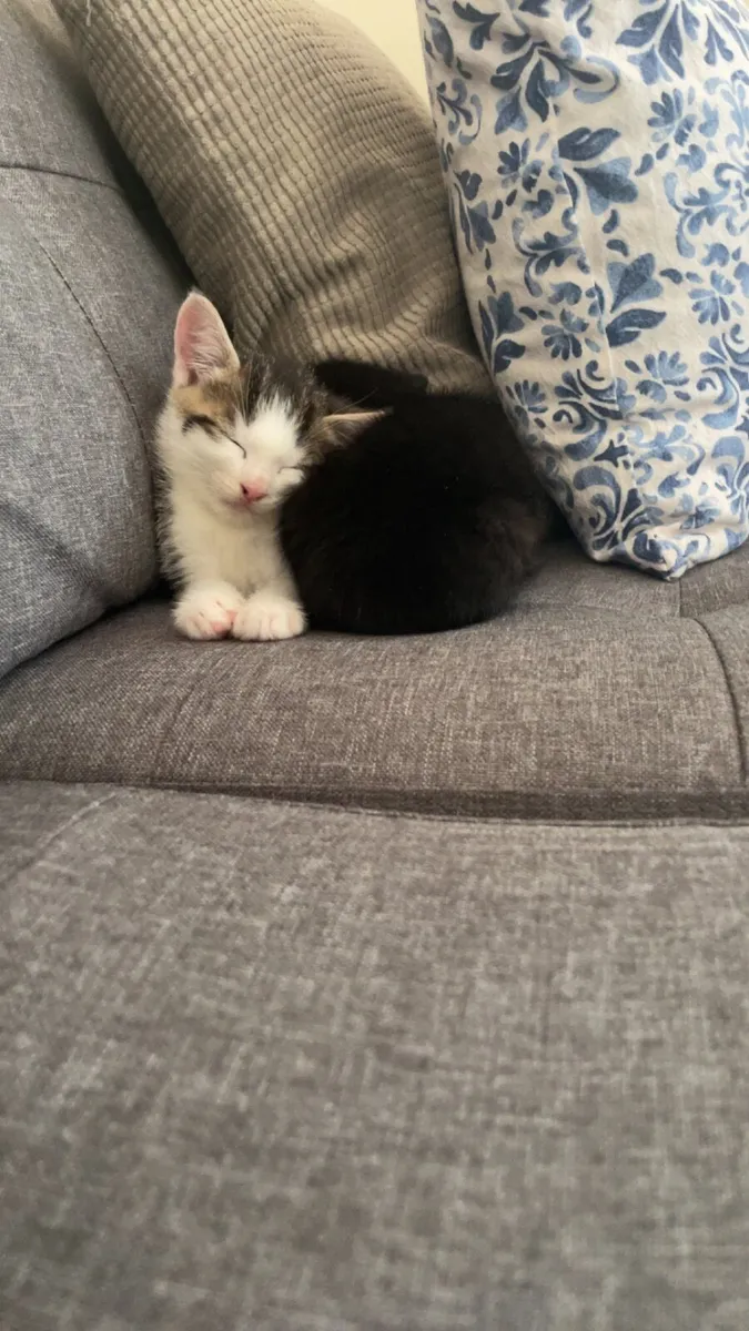 Kittens- pending collection - Image 2