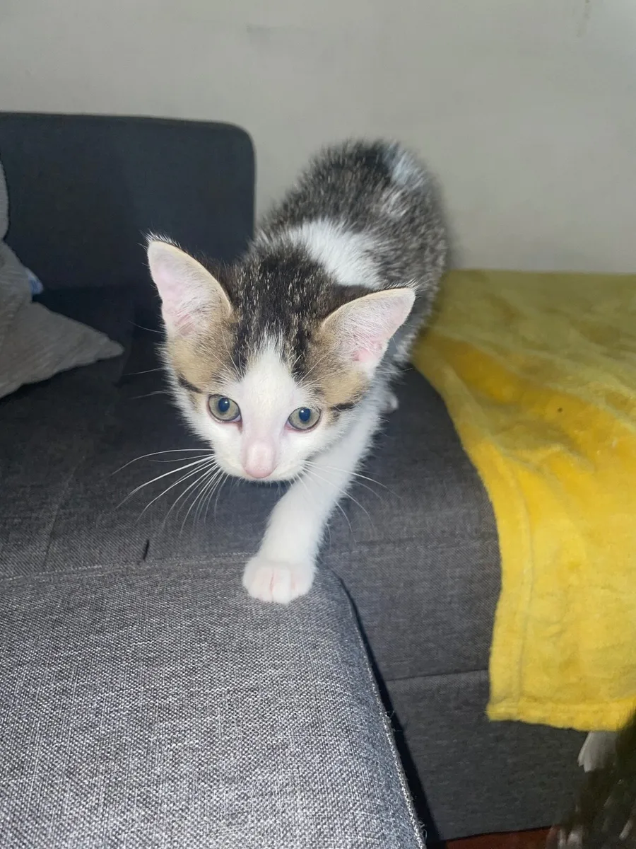 Kittens- pending collection - Image 3