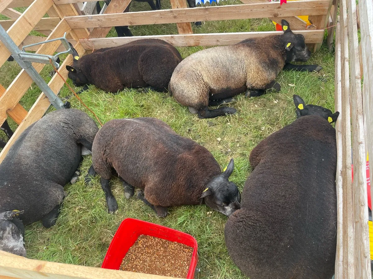 BlueTexel Rams - Image 3