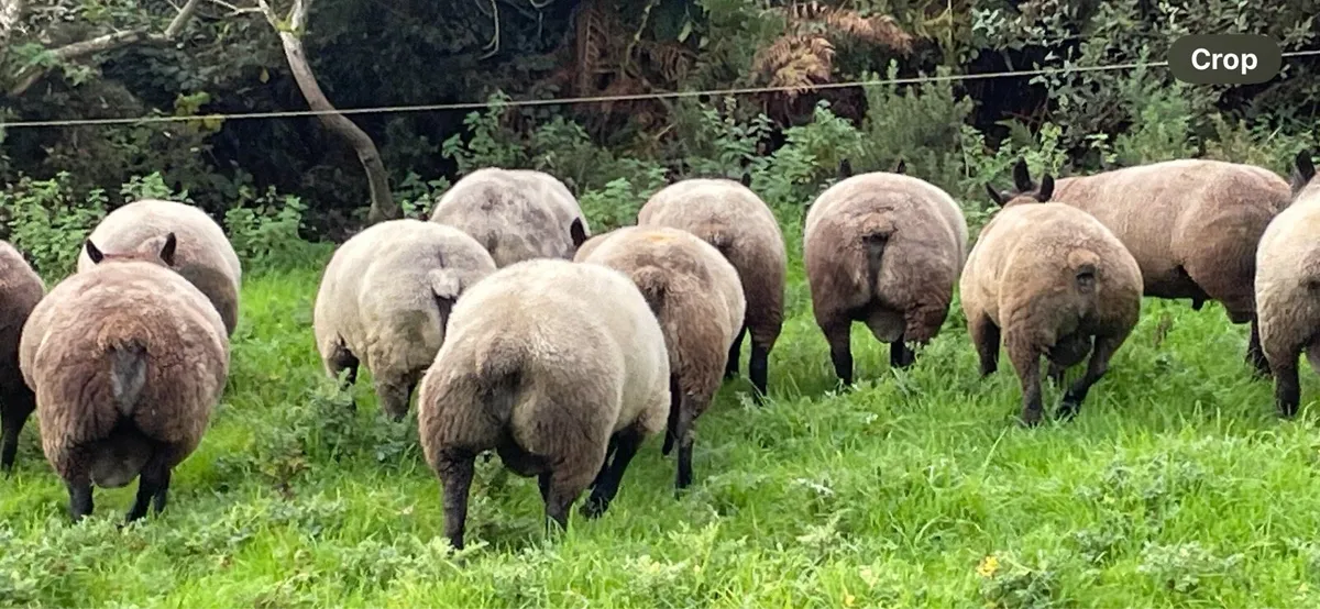 BlueTexel Rams - Image 4