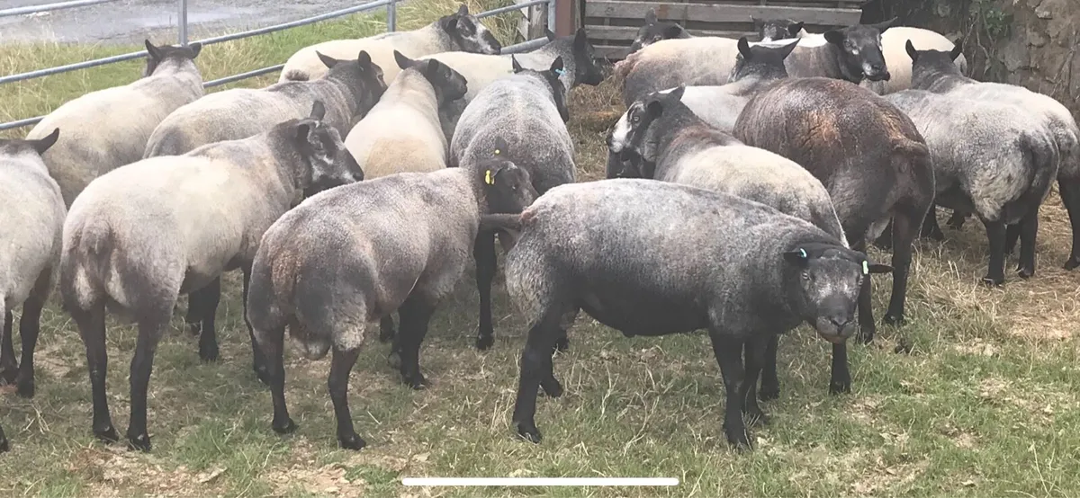 BlueTexel Rams - Image 4