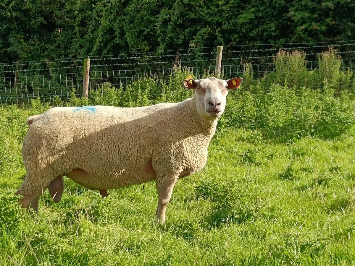 Pedigree registered Charollais hogget rams - Image 1
