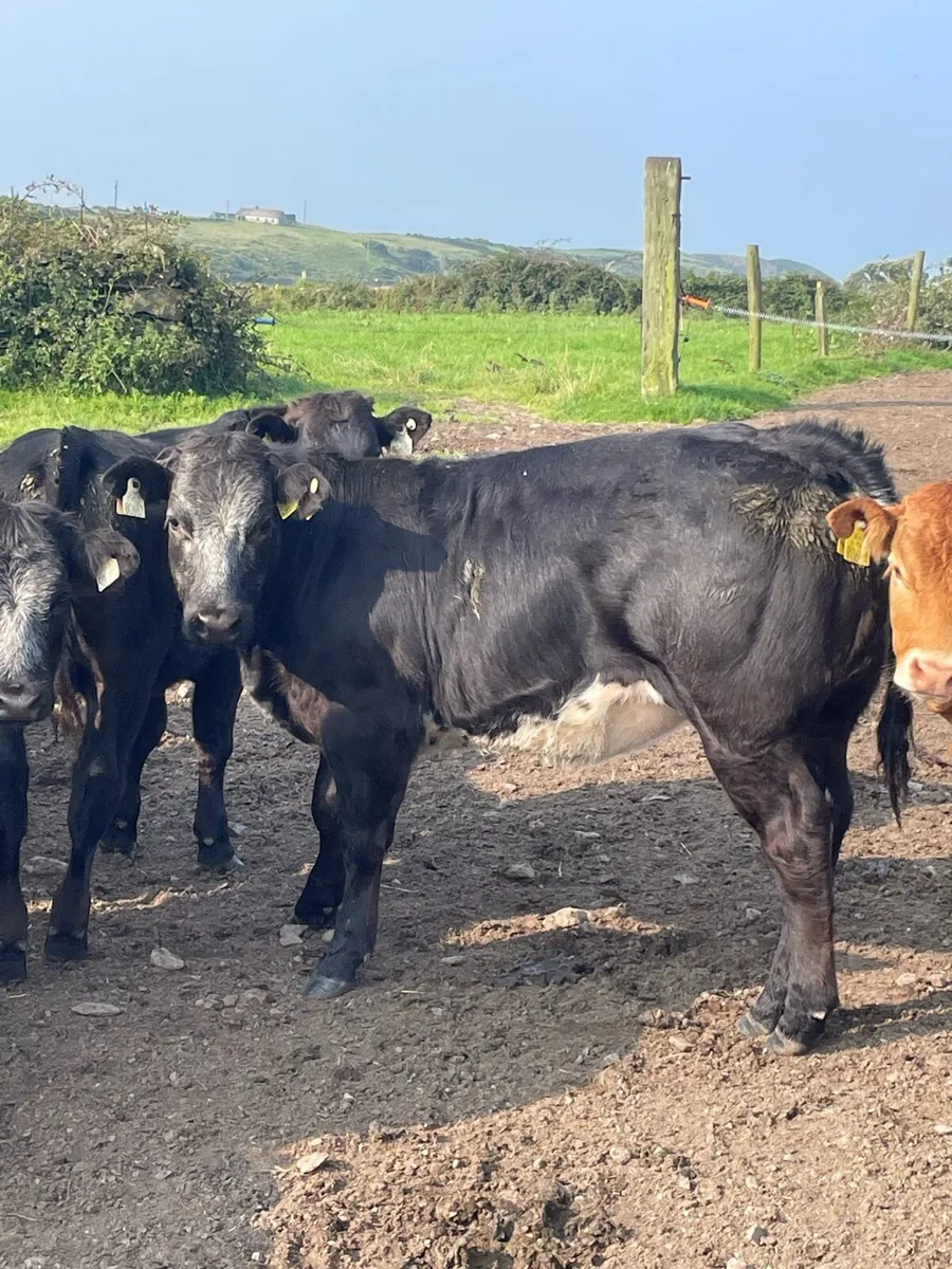 Limousin x Belgian blue show heifer - Image 1