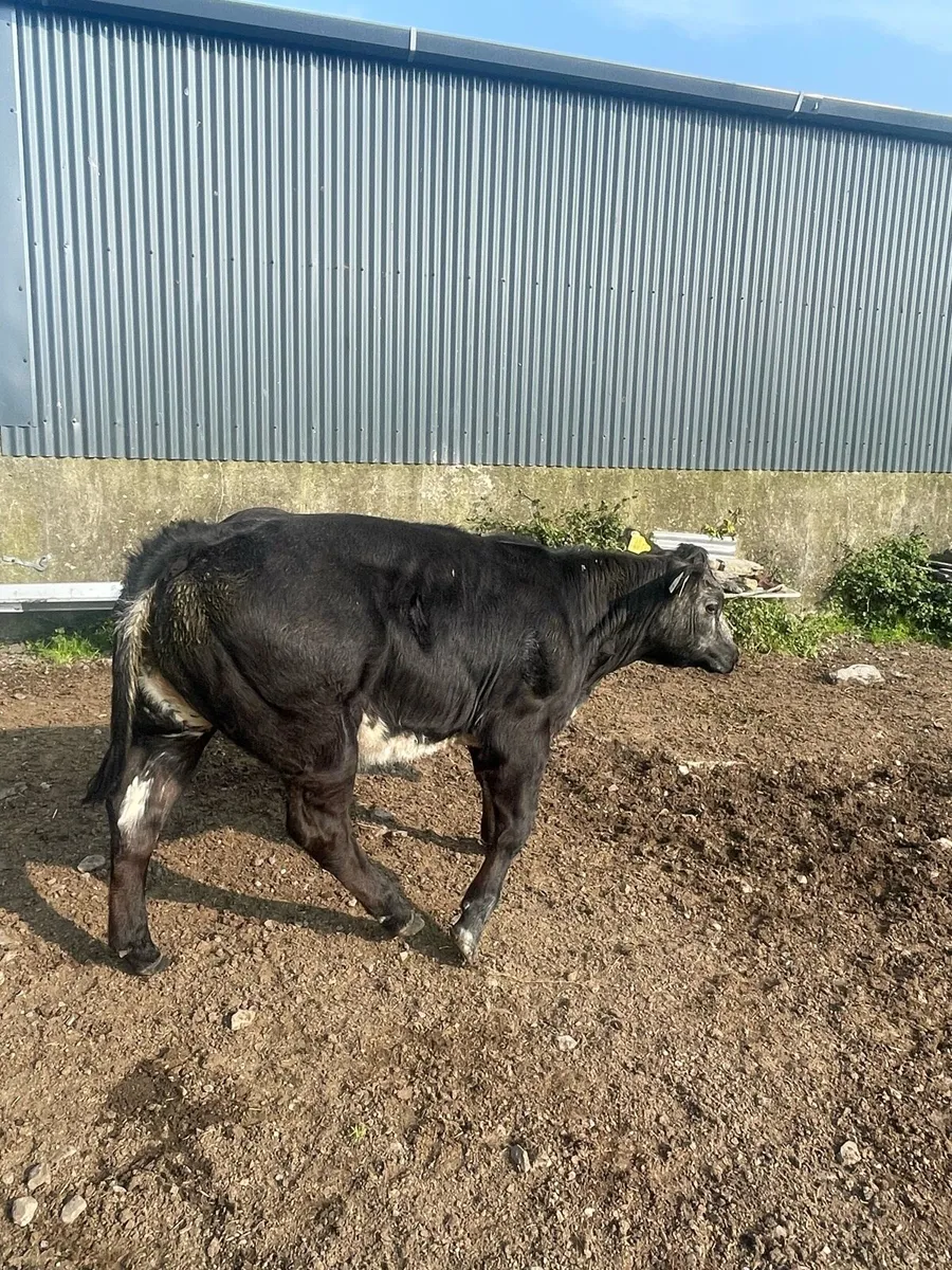 Limousin x Belgian blue show heifer - Image 3