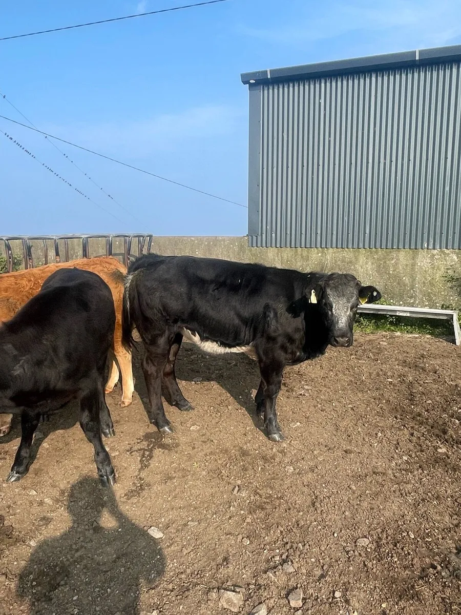 Limousin x Belgian blue show heifer - Image 4