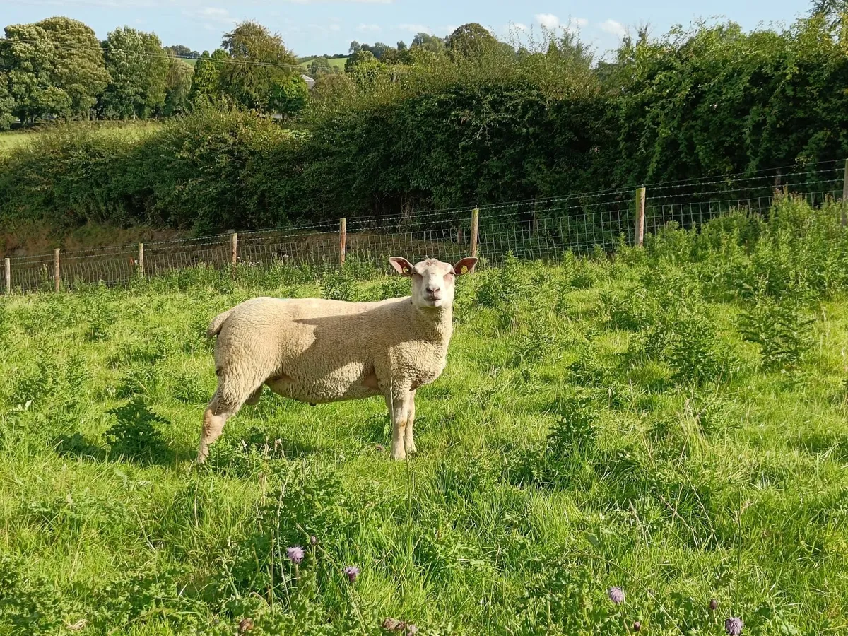 Pedigree registered Charollais hogget rams - Image 2