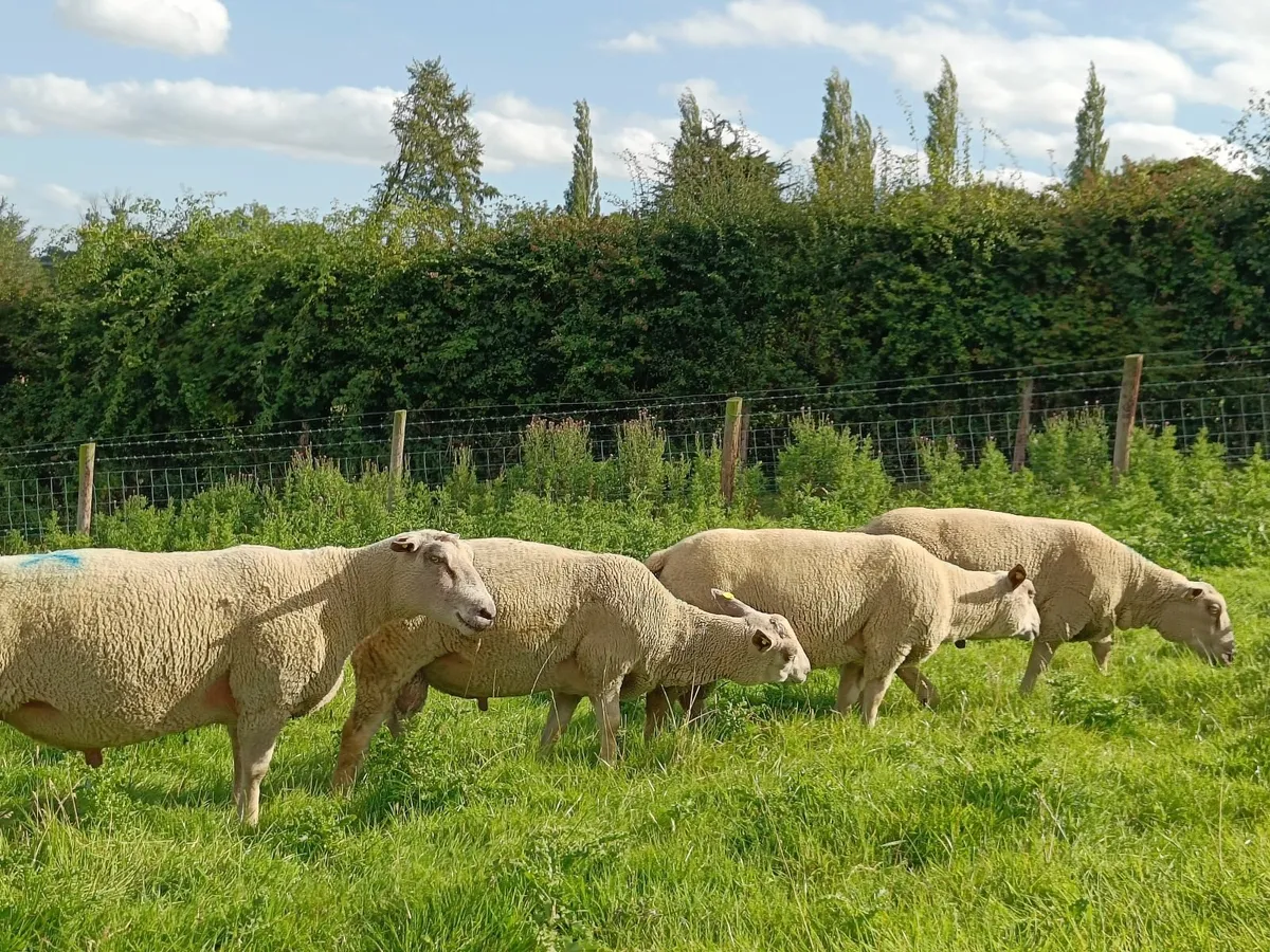 Pedigree registered Charollais hogget rams - Image 3