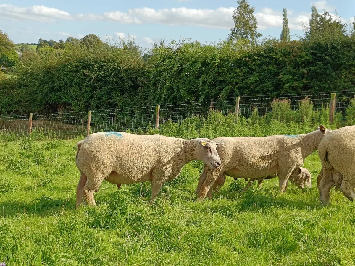 Pedigree registered Charollais hogget rams - Image 4