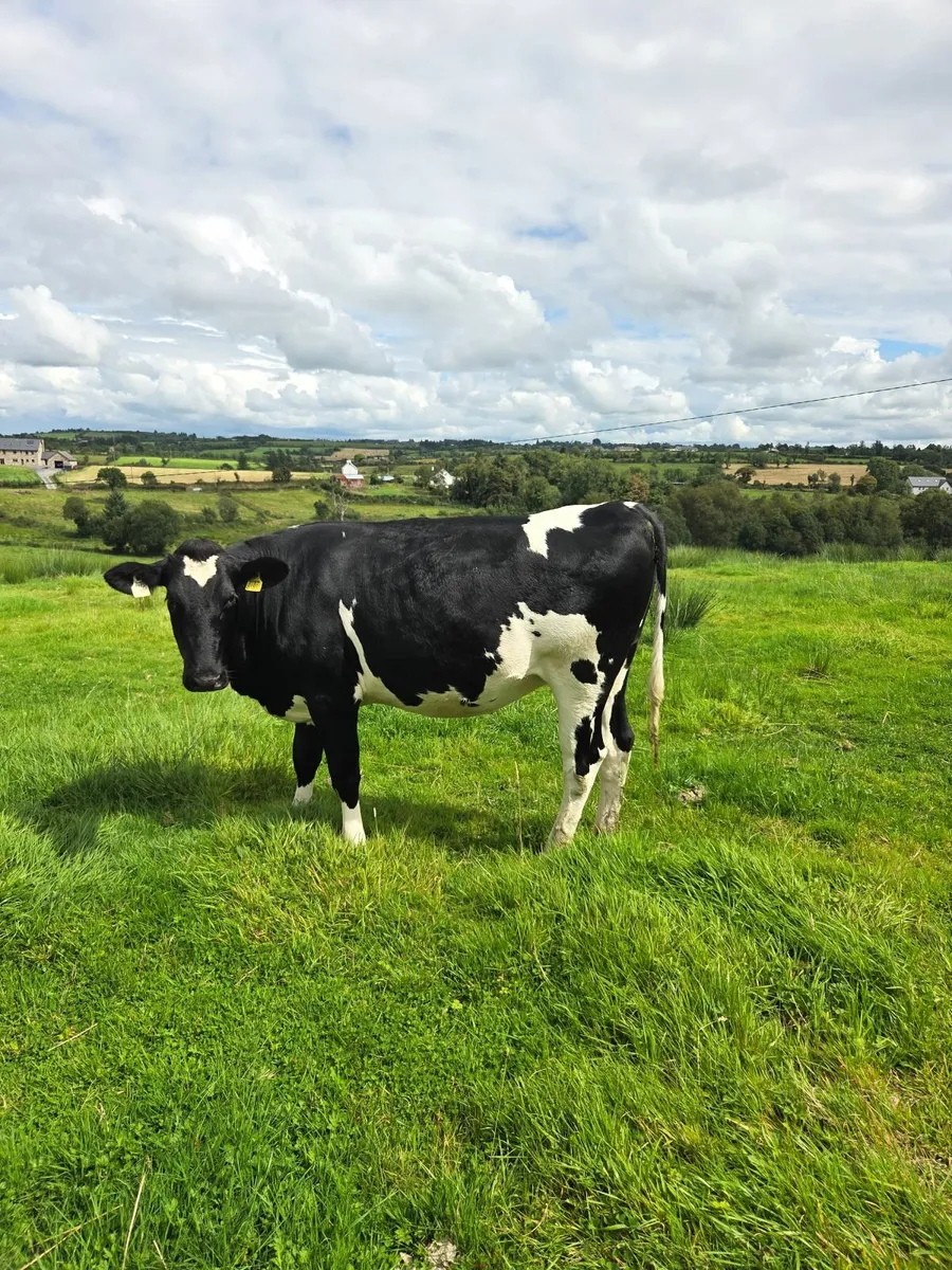 Incalf heifers - Image 1