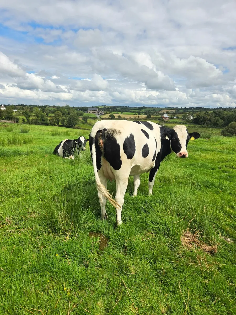 Incalf heifers - Image 2