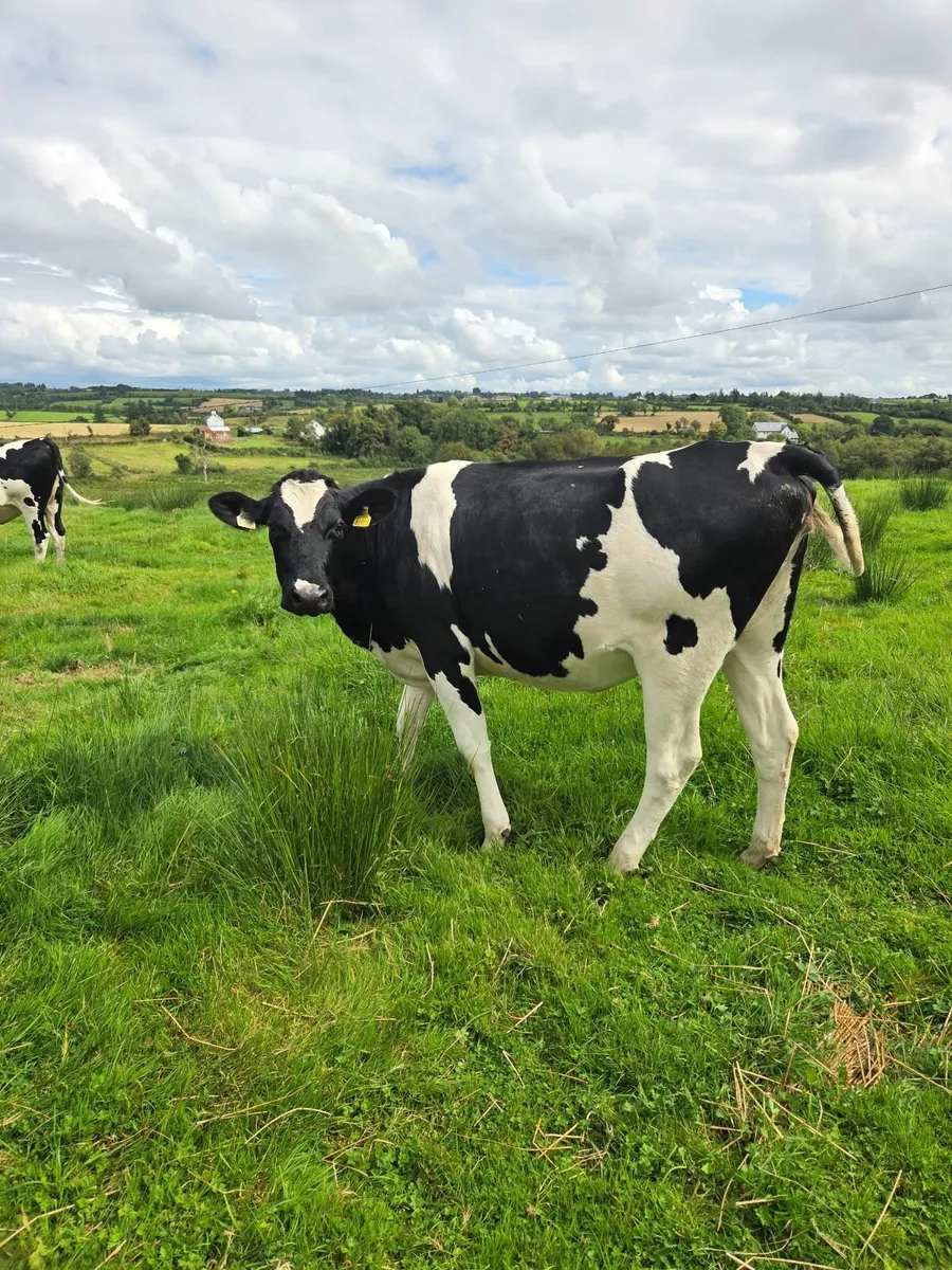 Incalf heifers - Image 3